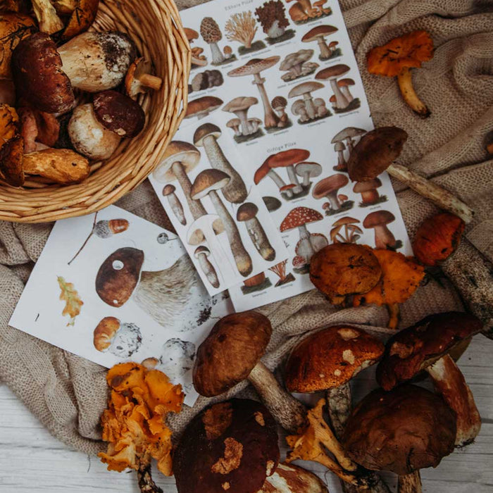 Unveiling the Power of Medicinal Mushrooms: A Guide to Nature's Healing Wonders