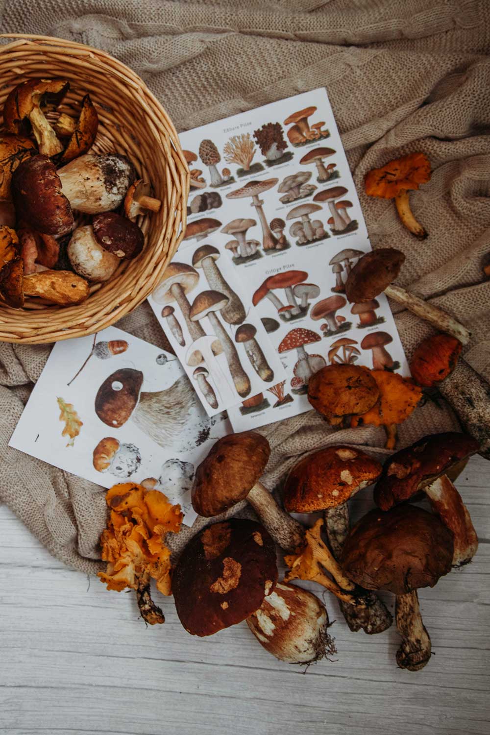 Unveiling the Power of Medicinal Mushrooms: A Guide to Nature's Healing Wonders
